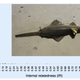 Image for article titled "Virgin Births" Won't Save The Smalltooth Sawfish From Extinction